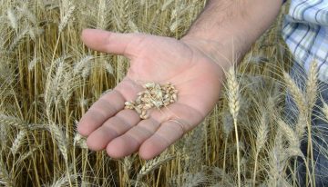 El Gobierno reafirmó que eliminará aranceles de importación de fertilizantes y reducirá los de herbicidas