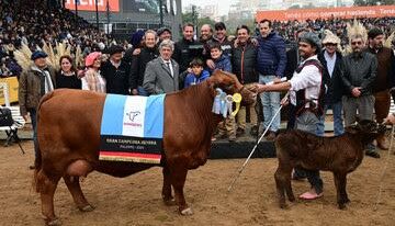 “Baldomero” y “Eugenia” fueron elegidos como los Grandes Campeones Brangus en la Expo Rural