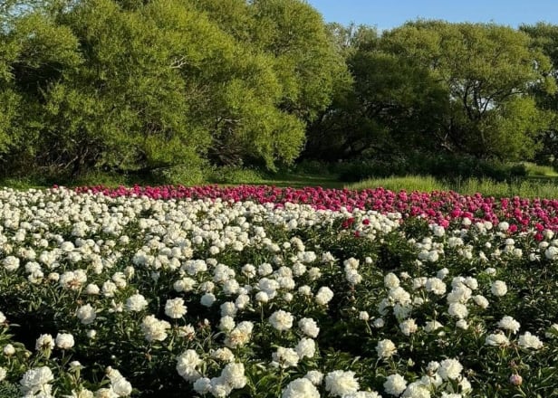 Los Bonadeo tienen 20.000 plantas en dos hectáreas en Tandil