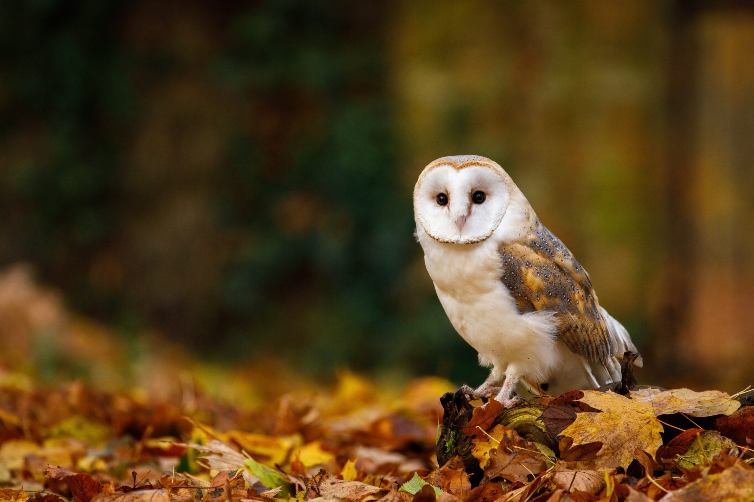 Un búho en el medio del otoño. (Foto: Adobe Stock).