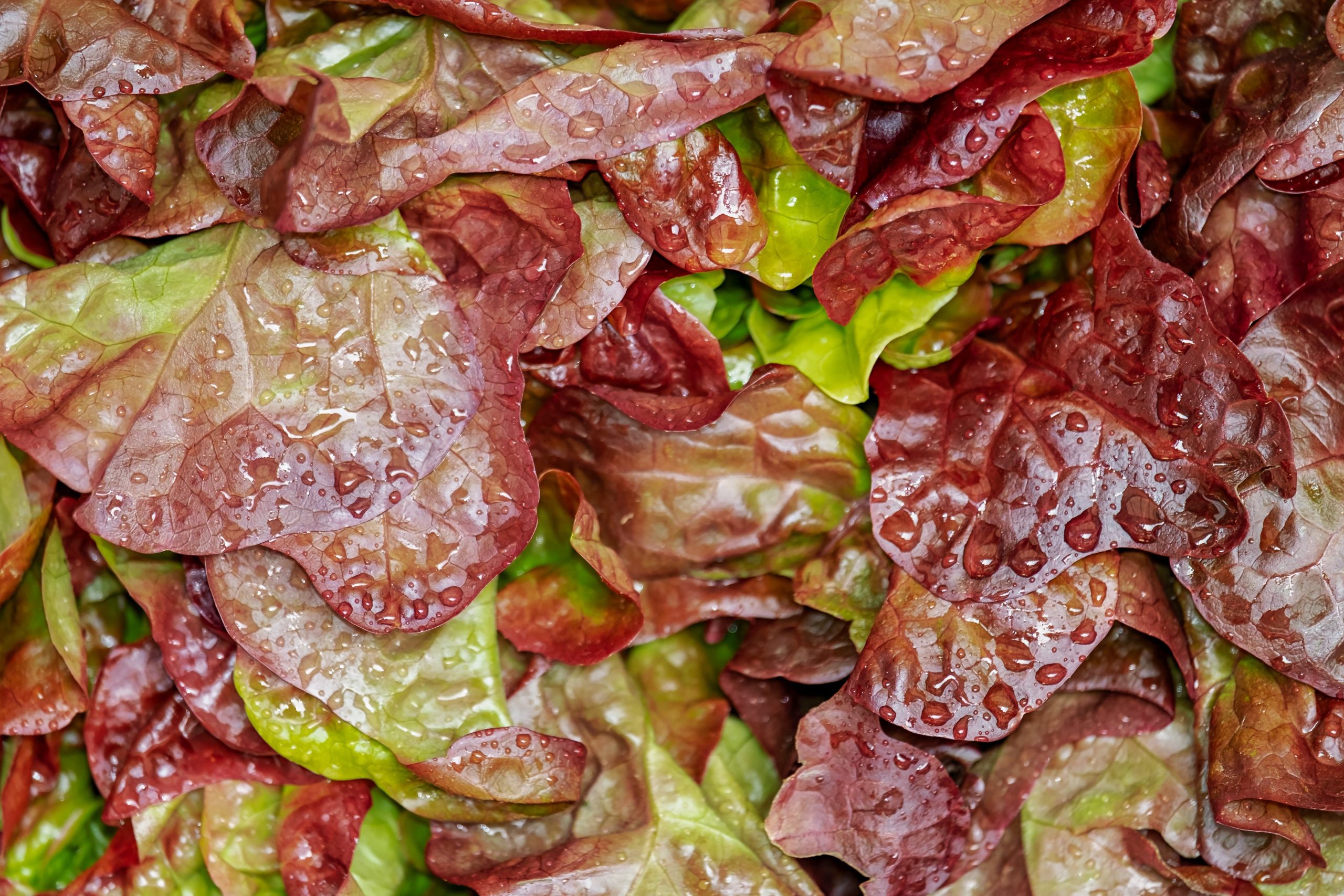 Este vegetal se caracteriza por su amplia variedad de especies como la morada, la criolla y la mantecosa, entre otras