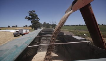 “Trimestre de oro”: la millonaria cifra que vendría con el trigo en un momento clave para el Gobierno