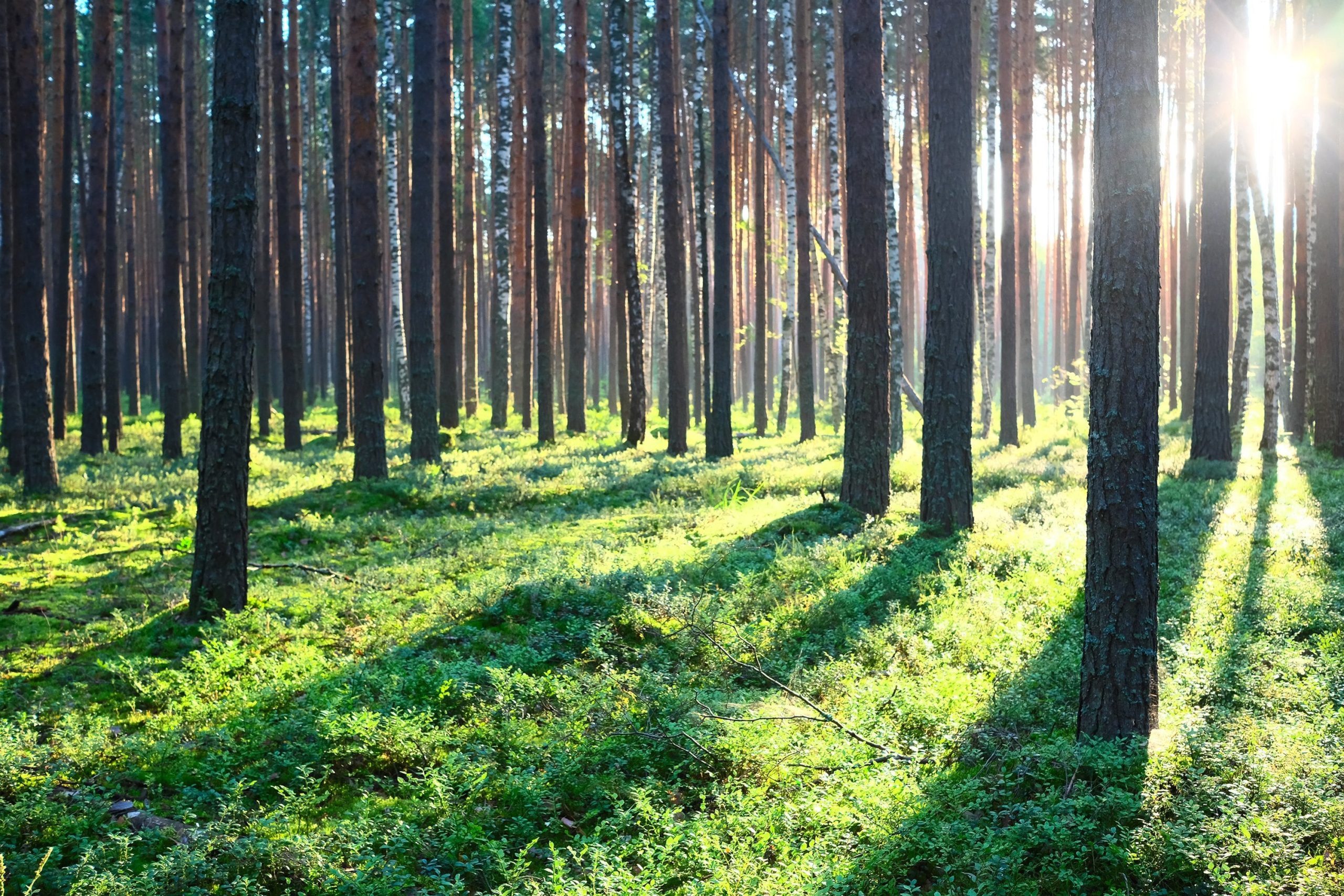 El Infopro es un organismo provincial que se puso en marcha en 2019 con el objetivo de fijar precios mínimos para la materia prima forestal, es decir, los rollizos de madera, el chip, el raleo y otros subproductos que se extraen de los montes implantados (en su mayoría con pino y eucaliptus)