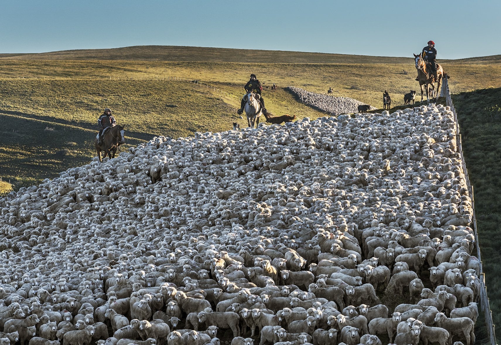 Producción de Compañías de Tierras del Sud Argentino en el sur 