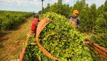 Opinión. Crisis en Osprera: la responsabilidad de Uatre en el riesgo para los trabajadores agrarios