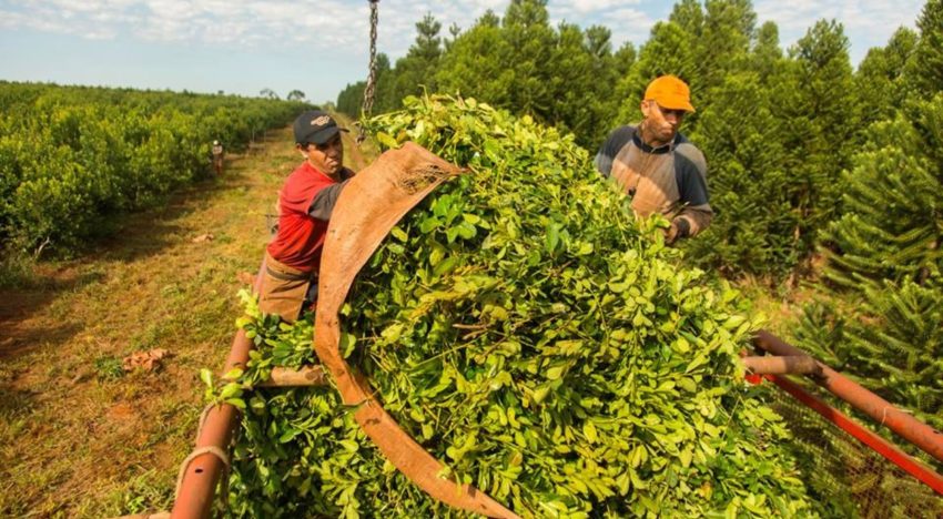 Opinión. Crisis en Osprera: la responsabilidad de Uatre en el riesgo para los trabajadores agrarios