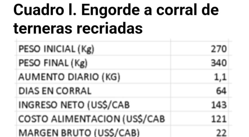 Según un experto: cuál es el mejor negocio con las vaquillonas para carne