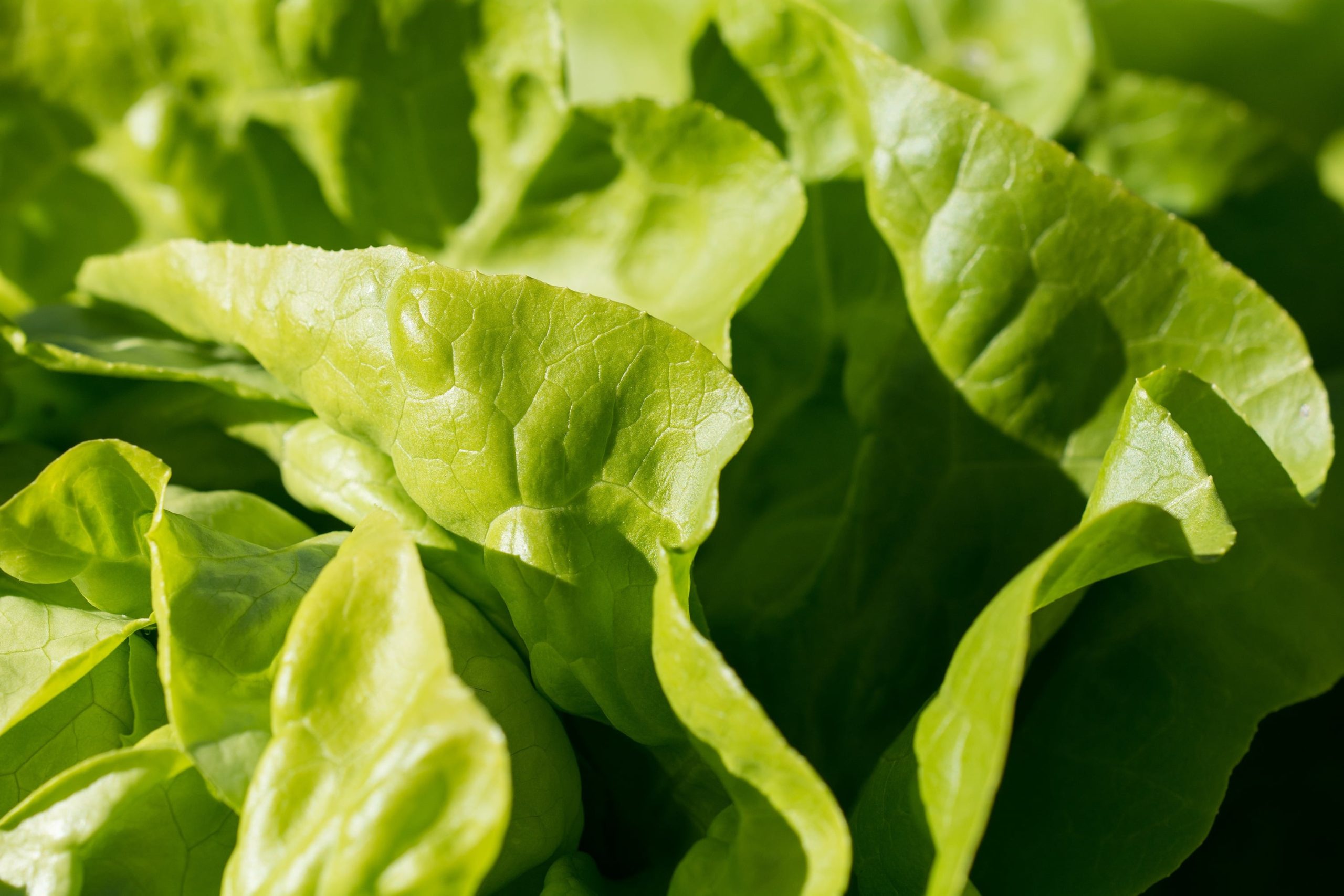 La lechuga tiene un elevado contenido de vitamina C y flavonoides