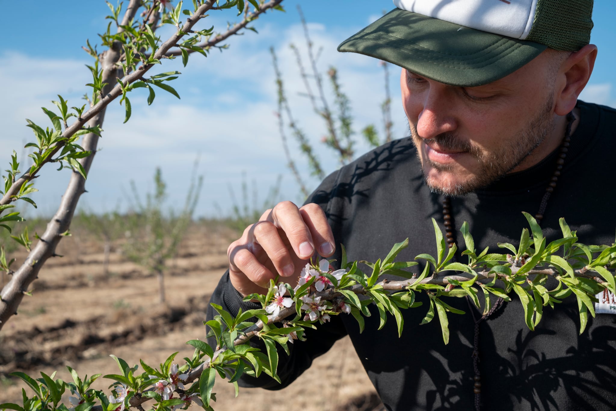 Enrique Palomo Schiavi controla el crecimiento de los almendros.