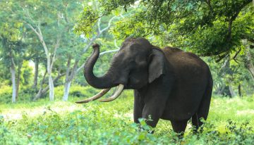 ¿Existe la memoria de elefante? Esto es lo que hay que hacer para lograrla