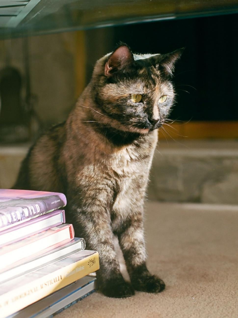 Se recomienda crear un espacio específico de trabajo y otro para el gato para evitar que se sientan invadidos