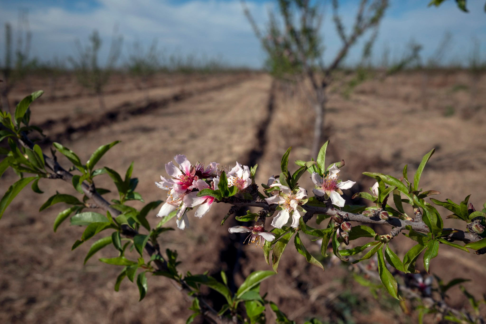 La floración del almendro es un fenómeno muy estético, apreciado por turistas en todo el mundo.