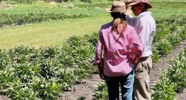 Cambiar a los 45: sufrió tres fuertes accidentes en la ruta, dio un giro en su vida y ahora produce una flor que es furor en el mundo