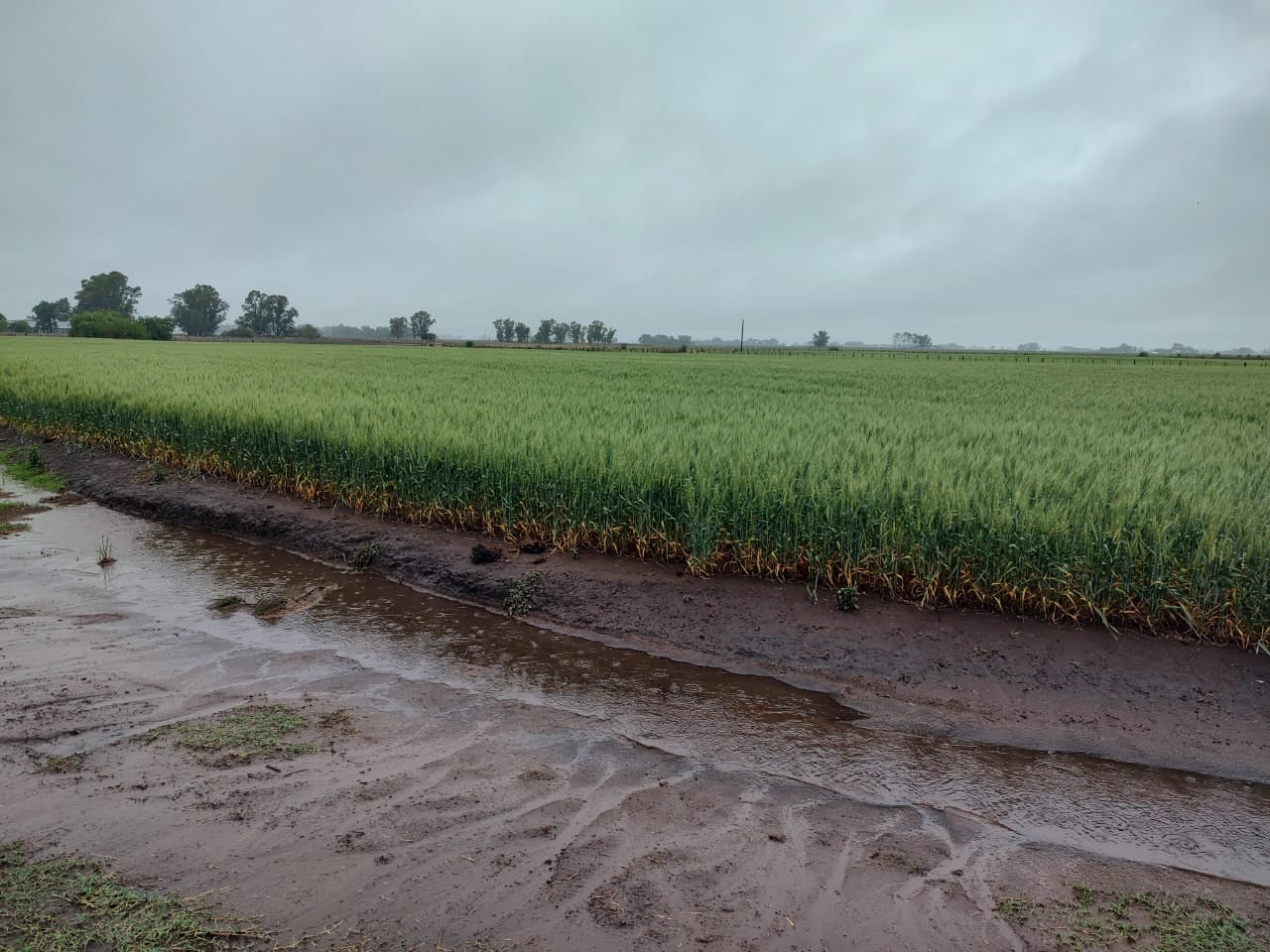 Lluvia en Bragado: ya superaron los 60 mm