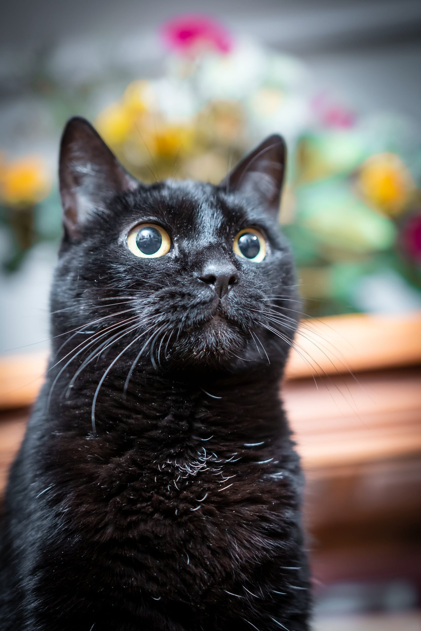 A los gatos le gustan los teclados principalmente porque huelen como sus dueños