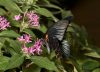 Por qué las mariposas negras despiertan tanta curiosidad, según la tradición espiritual