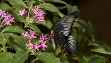 Por qué las mariposas negras despiertan tanta curiosidad, según la tradición espiritual