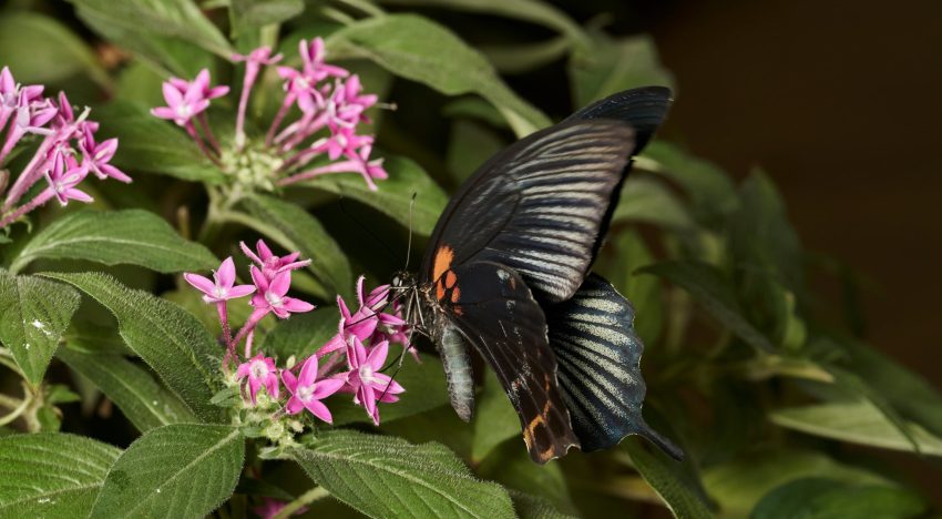 Por qué las mariposas negras despiertan tanta curiosidad, según la tradición espiritual