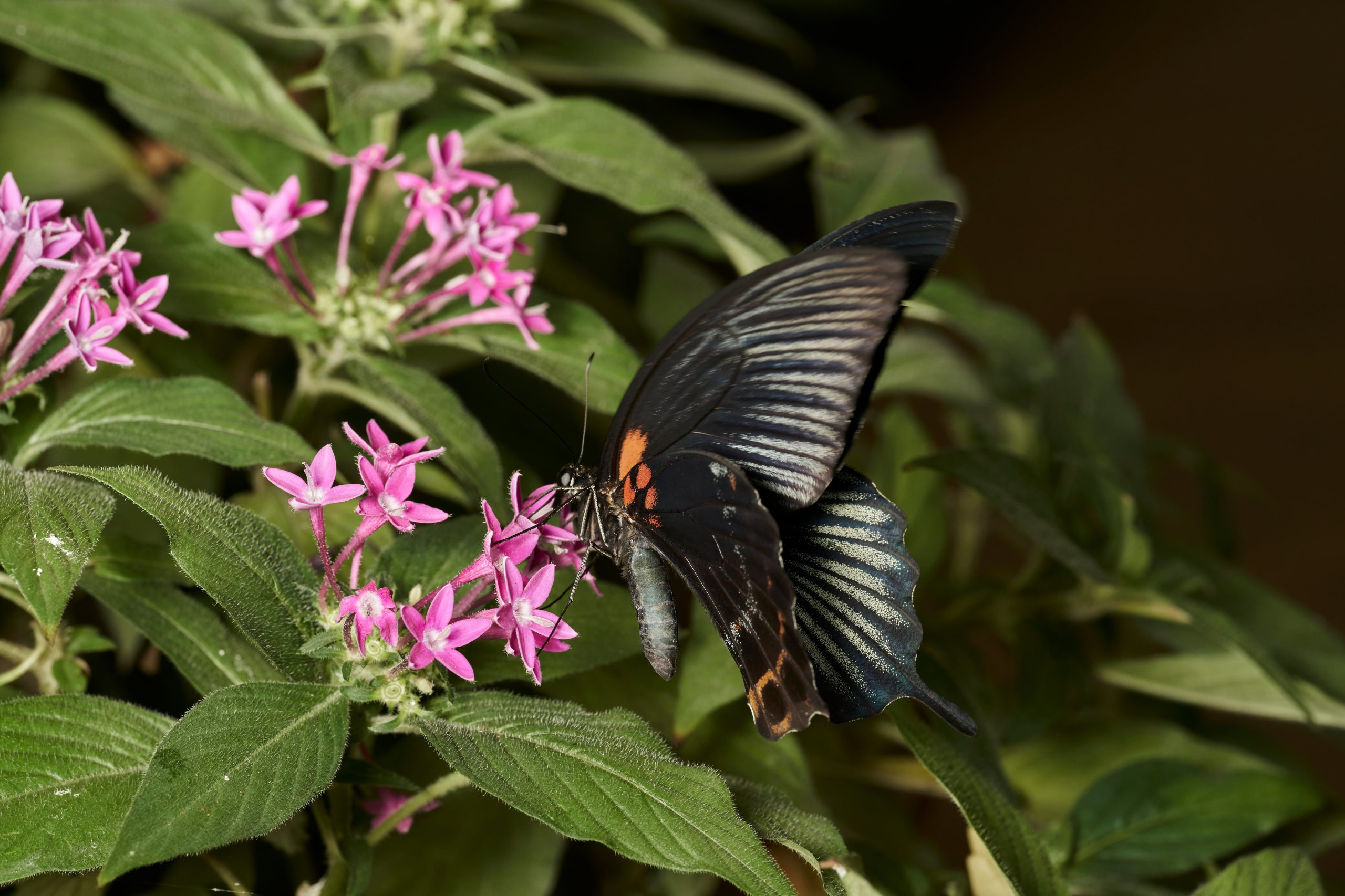 Las mariposas negras despiertan curiosidad. (Foto: Adobe Stock).