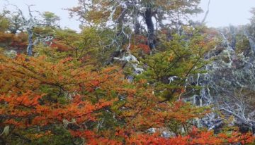 Antifebril y antioxidante: cómo es la hierba de una región de bosques que entró a un selecto catálogo de infusiones