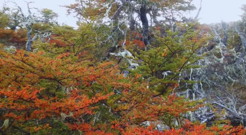 Antifebril y antioxidante: cómo es la hierba de una región de bosques que entró a un selecto catálogo de infusiones