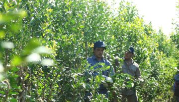 Por la caída del poder adquisitivo, el consumo interno de yerba mate se desplomó un 10% en lo que va del año