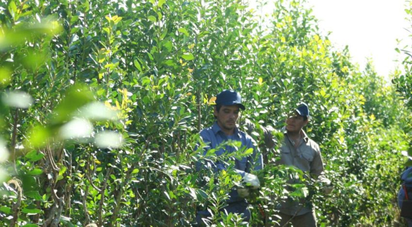 Por la caída del poder adquisitivo, el consumo interno de yerba mate se desplomó un 10% en lo que va del año