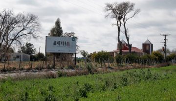 Dos hermanos se animaron a plantar almendros en un campo ganadero del norte cordobés