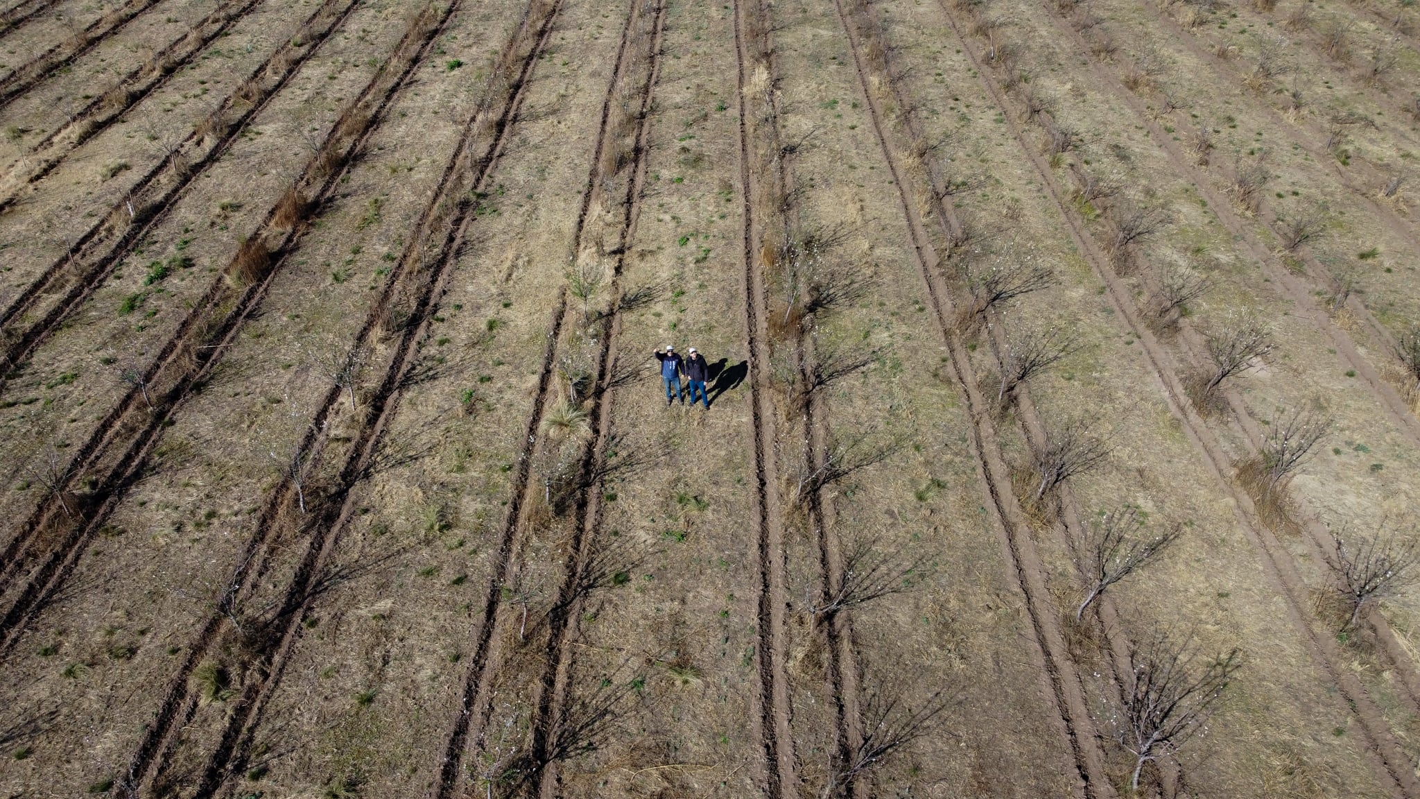 Los Palomo Schiavi tienen 25.500 almendros en 50 hectáreas de campo.