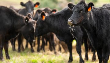 Fin de semana largo: a quiénes les corresponde el feriado del viernes 4 de octubre