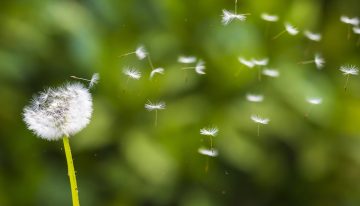 Cómo prevenir las alergias de primavera y disfrutar al aire libre