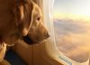 Cansado de sufrir por su perro cada vez que viajaba en avión, creó una aerolínea exclusiva para mascotas