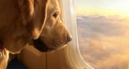 Cansado de sufrir por su perro cada vez que viajaba en avión, creó una aerolínea exclusiva para mascotas