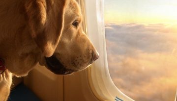 Cansado de sufrir por su perro cada vez que viajaba en avión, creó una aerolínea exclusiva para mascotas