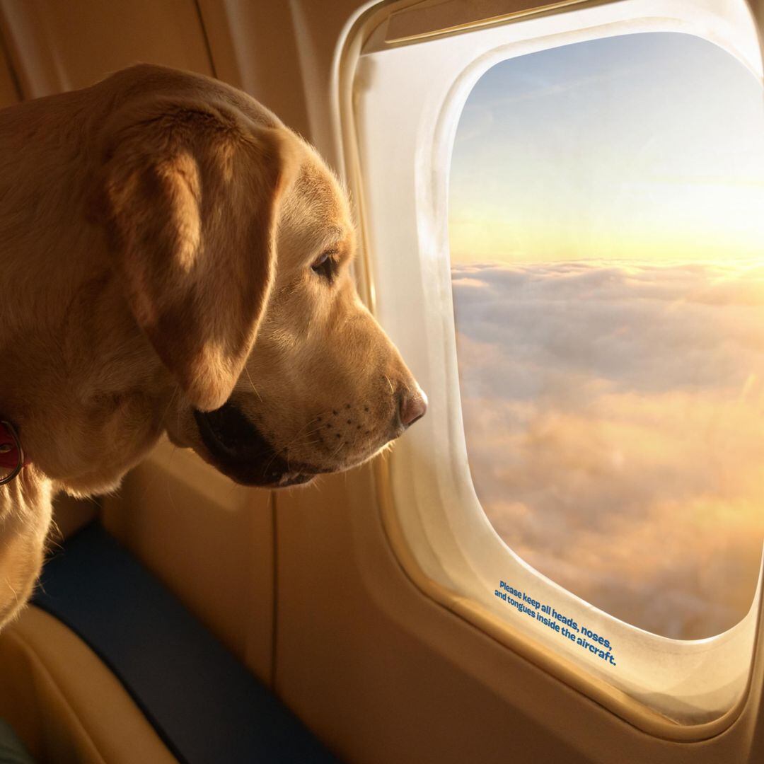 BARK Air ofrece un servicio premium para que los animales viajen lo más cómodos posible. (Foto: Instagram/barkair)