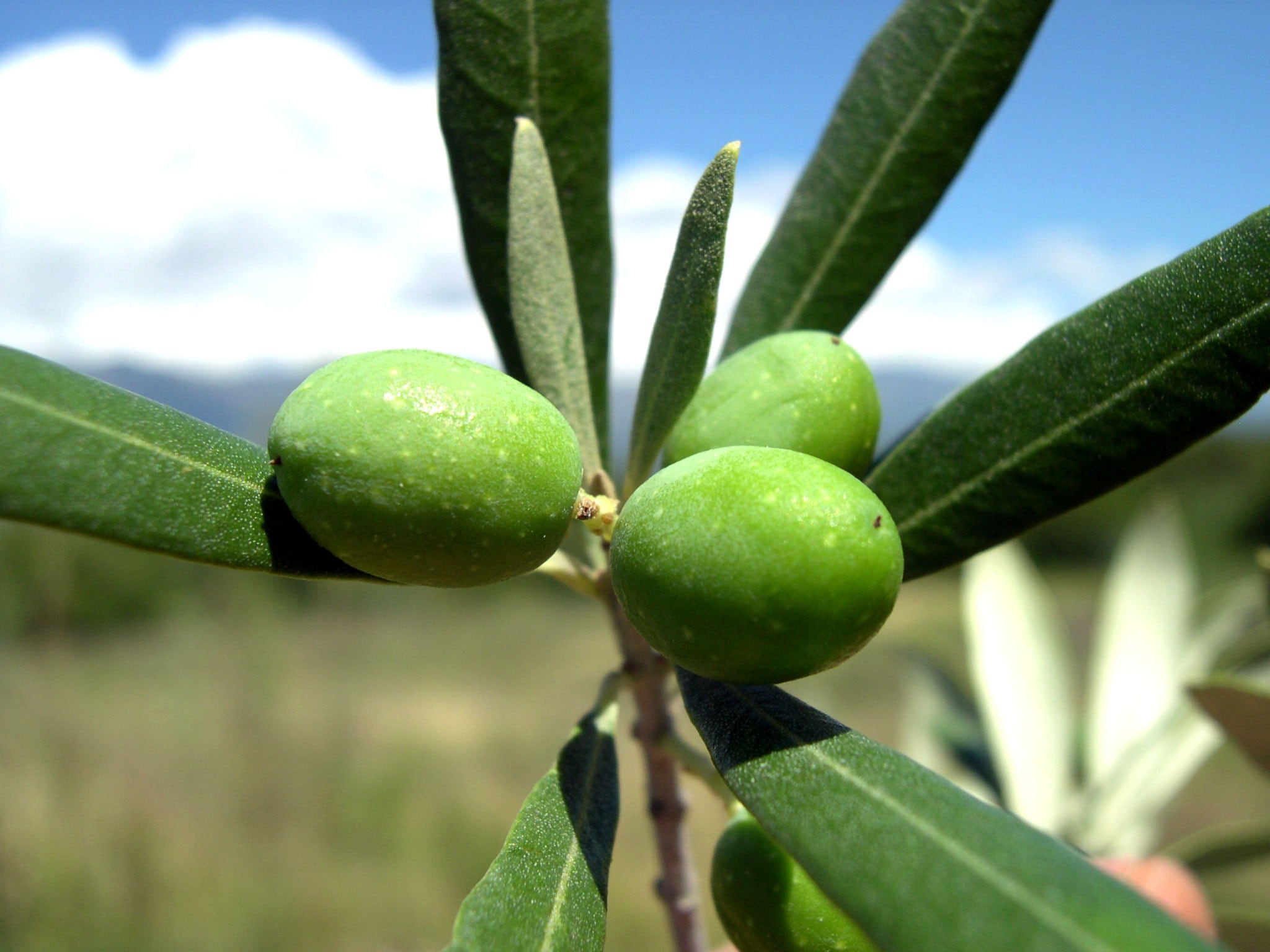 La historia de las aceitunas en la región se remonta al 1600