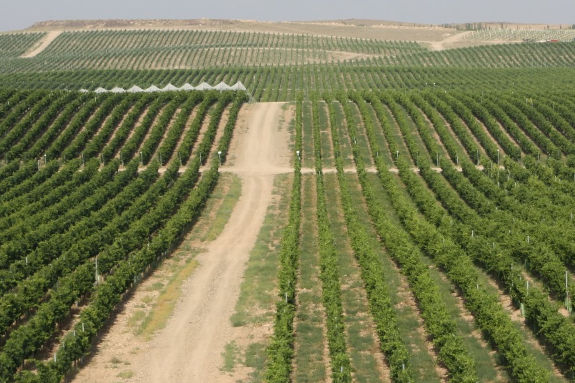 Los productores están “avanzando hacia los productos elaborados como pasas, pelones y más vinos”