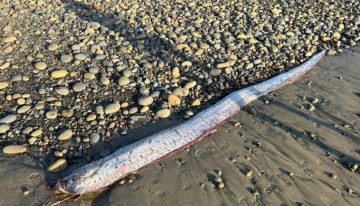 El pez que predice terremotos apareció por segunda vez en una playa de California: ¿qué dicen los científicos?