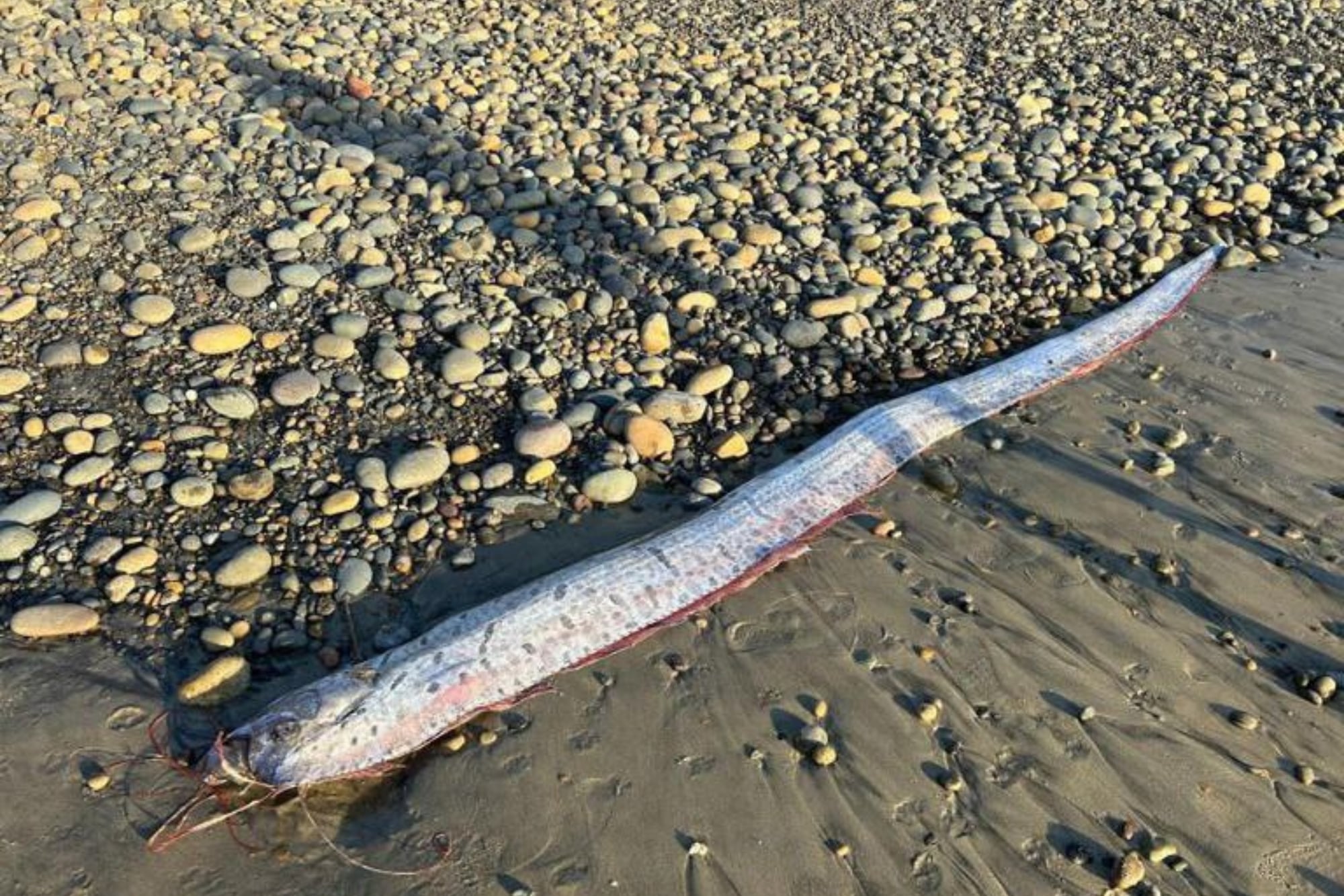 Según los científicos, la presencia de peces remo cerca de la superficie suele estar vinculada a cambios en las condiciones oceánicas o a problemas de orientación