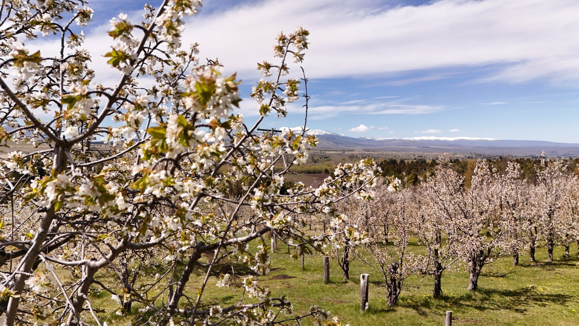 Campos de cerezos