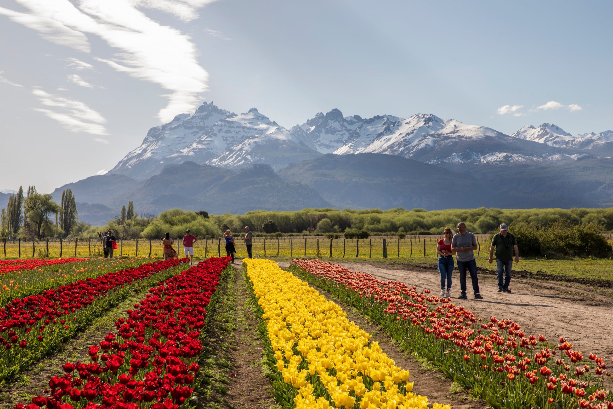 El campo de tulipanes de Trevelin, una de las últimas atracciones ineludibles del pueblo ganador.