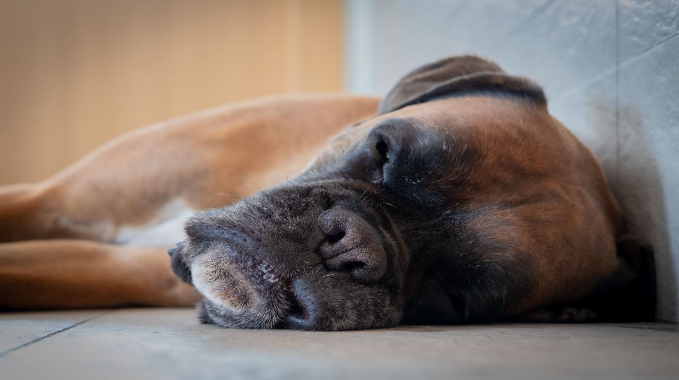 Es importante evaluar las necesidades de cada perro (Foto: Unsplash / @superwillyfoc).