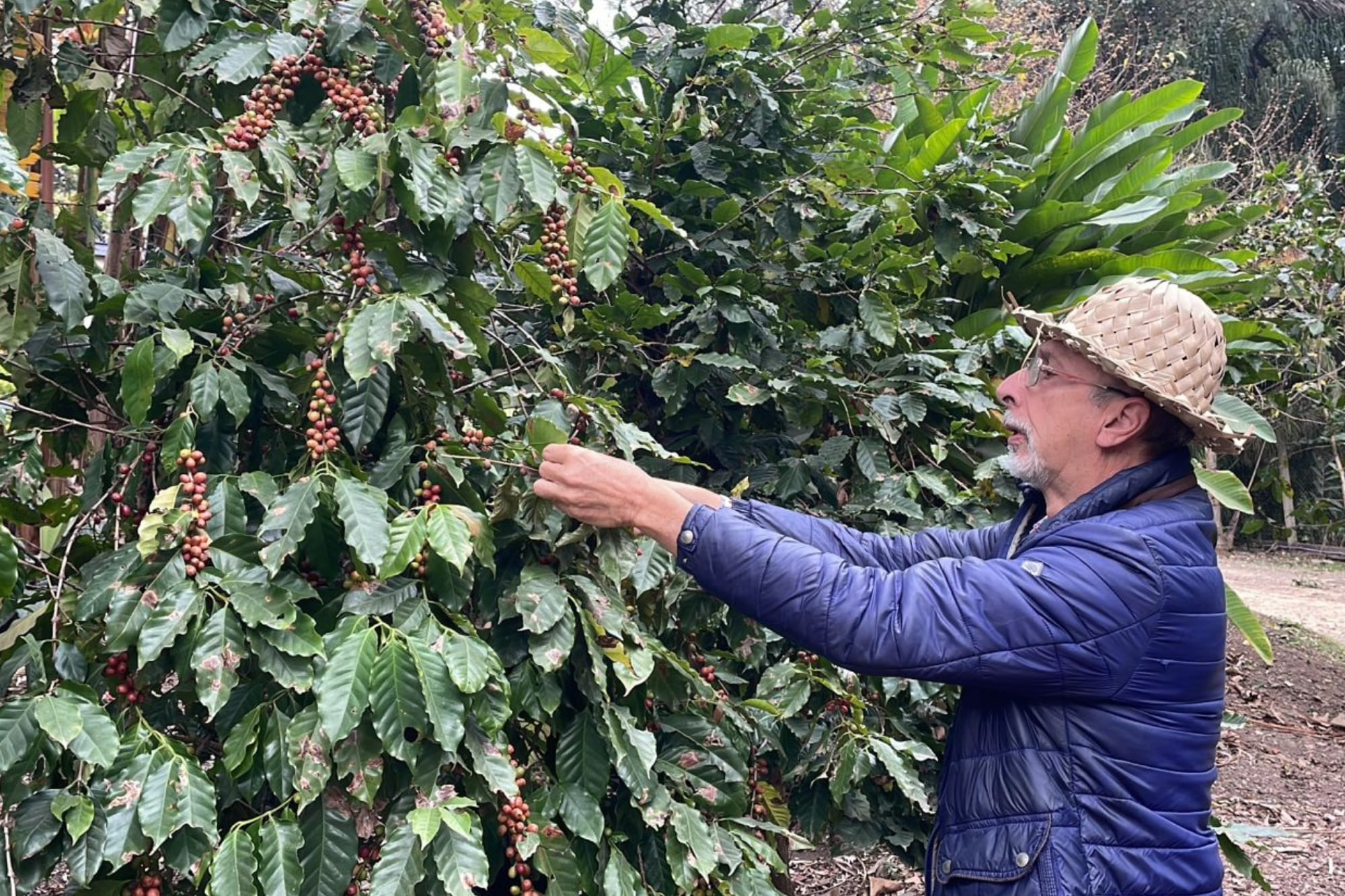 El próximo año tendrán una proyección más firme sobre la época de la cosecha