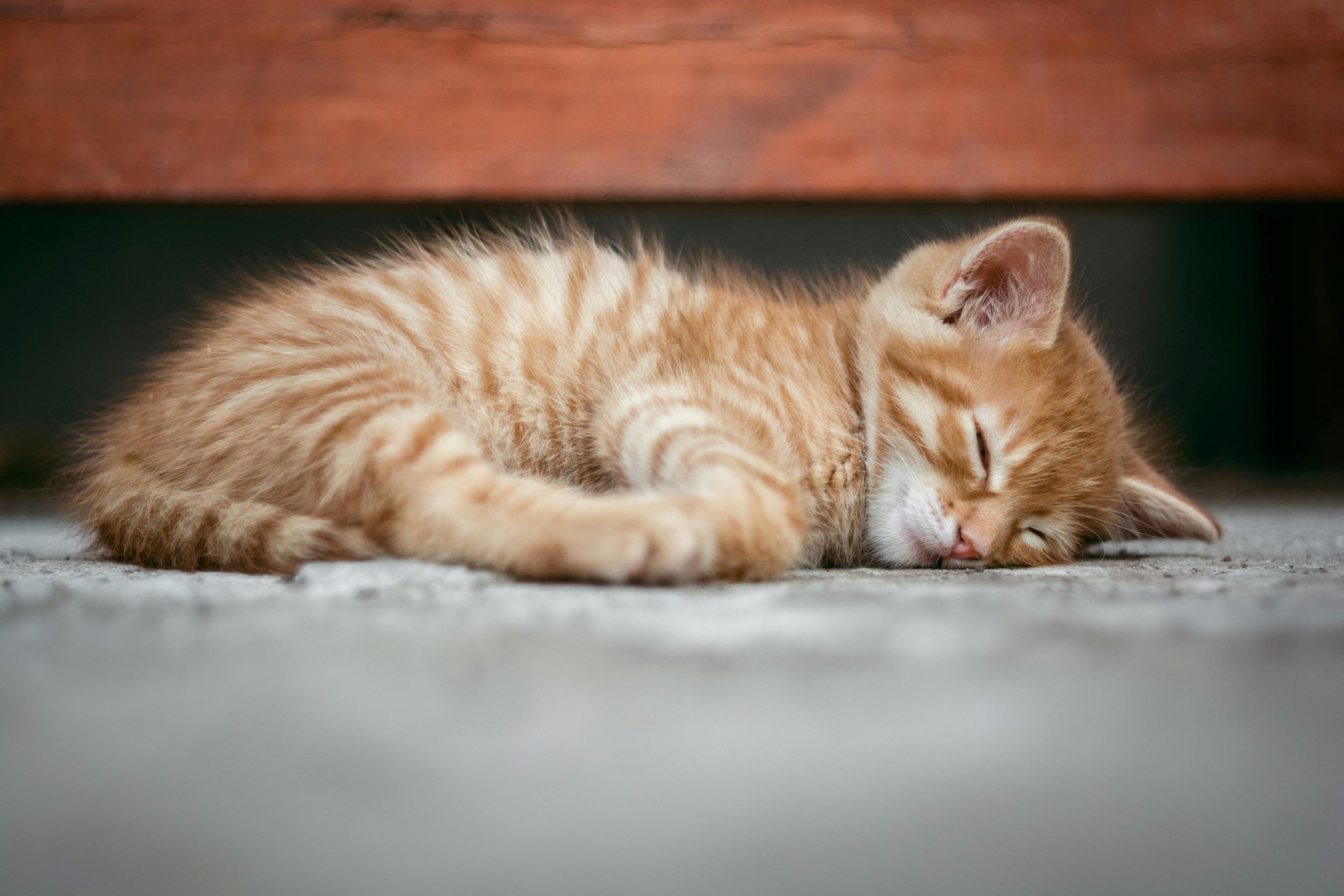 El gato se cubre el rostro porque necesita que la luz solar no le moleste