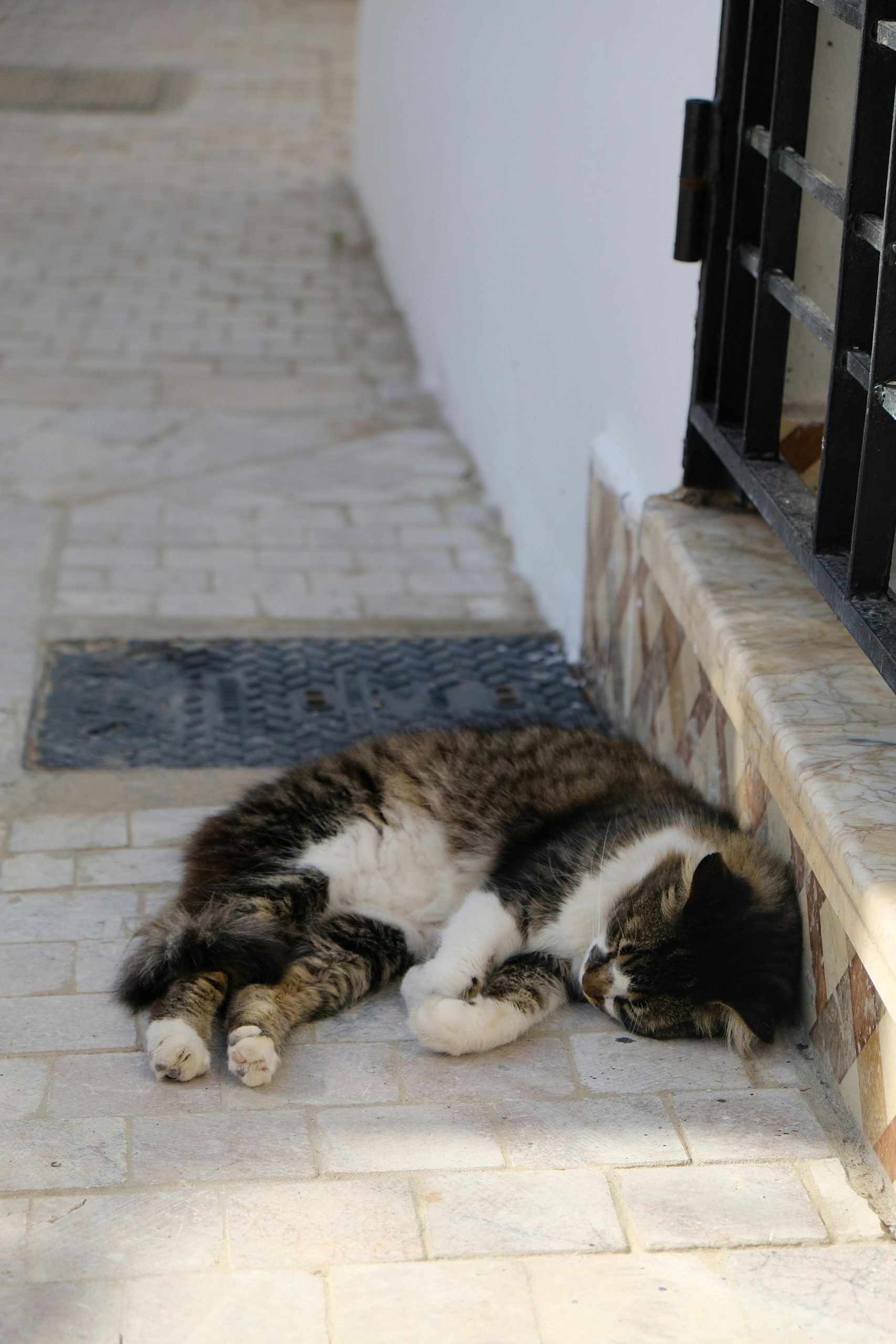 Los gatos se acurrucan porque necesitan conservar el calor corporal