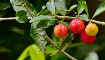 ¿Cuál es la fruta que tiene 40 veces más vitamina C que la naranja?