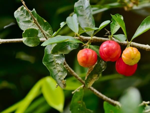 ¿Cuál es la fruta que tiene 40 veces más vitamina C que la naranja?