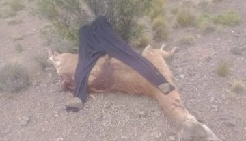 Cuatro cazadores furtivos fueron descubiertos mientras mataban guanacos en una reserva natural en Mendoza