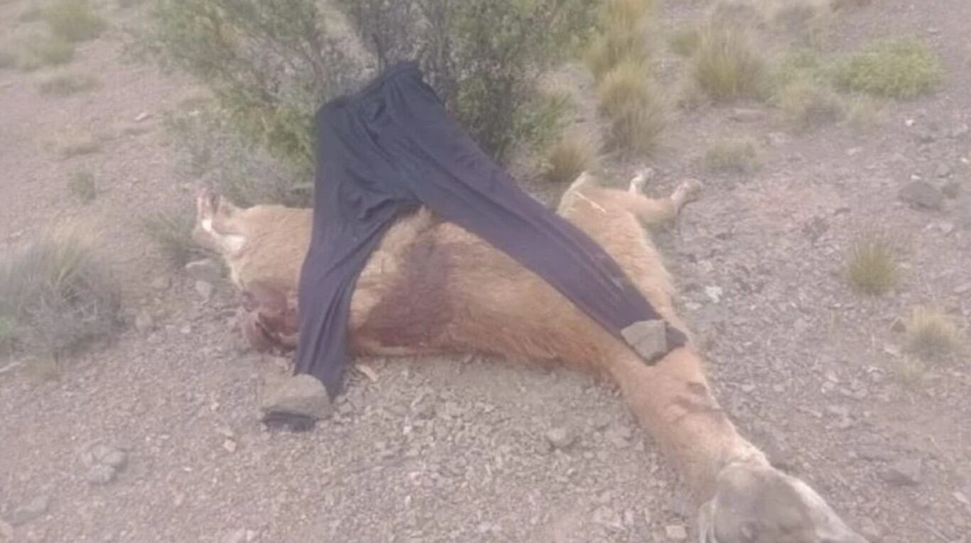 Caza de guanacos. (Foto: Ministerio de Seguridad de Mendoza)