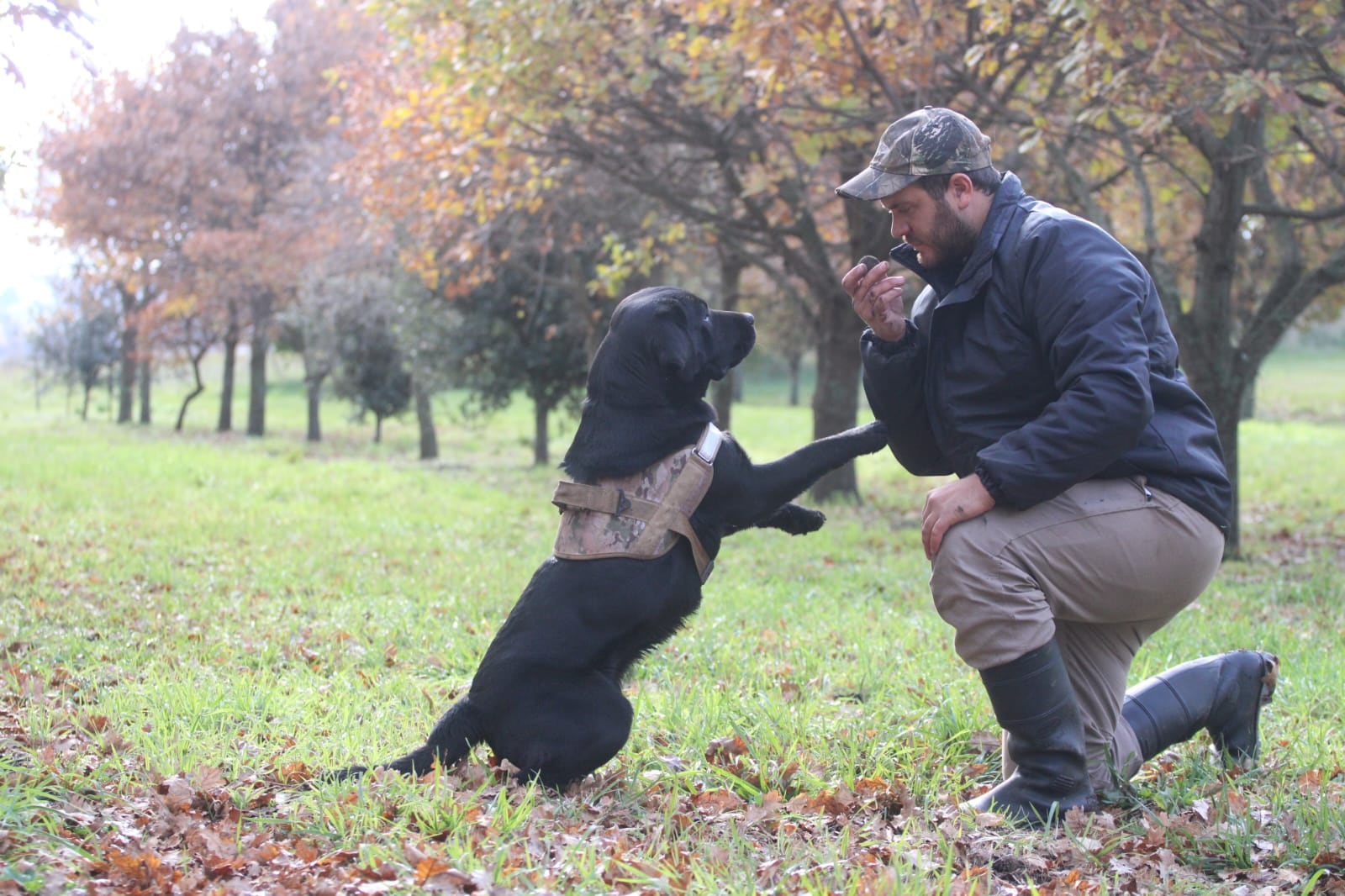 Uno de los perros entrenados para las trufas